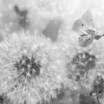 image of silver dandelions